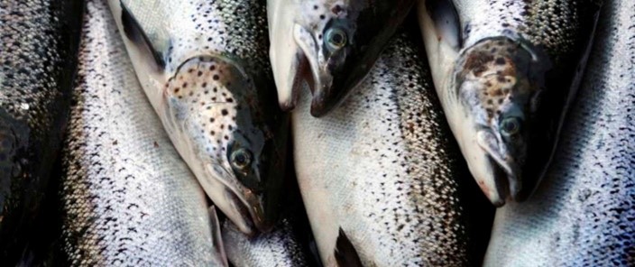 wild salmon on sale near me