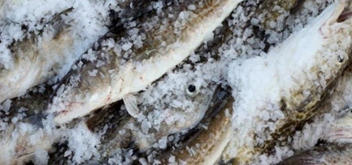 Atlantic Cod