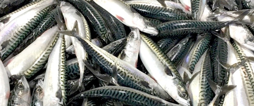 Atlantic Mackerel