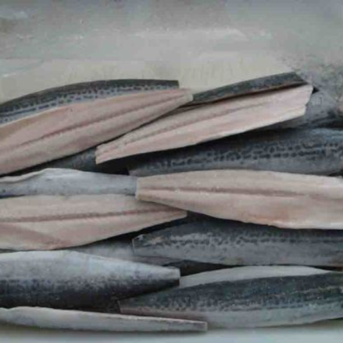 cheap frozen mackerel fillet supplier
