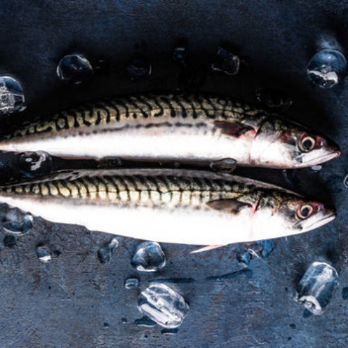 mackerel wholesale,