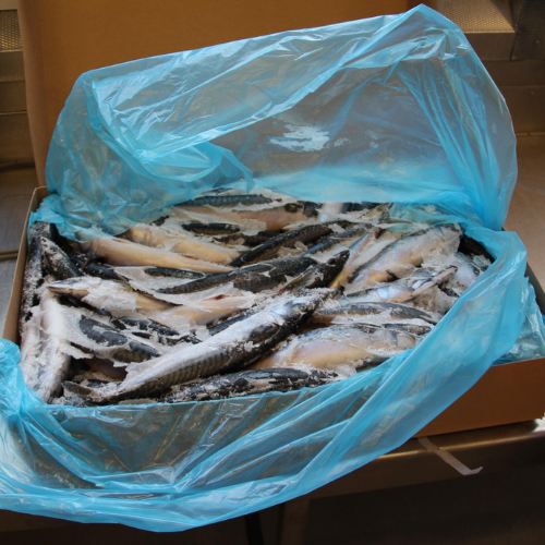 mackerel Scomber scombrus for sale