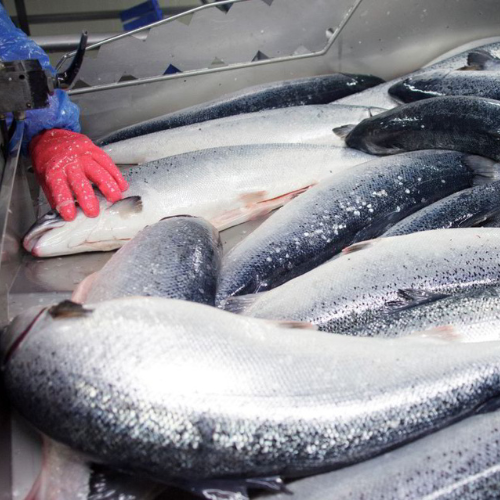 Where to buy Norwegian Salmon