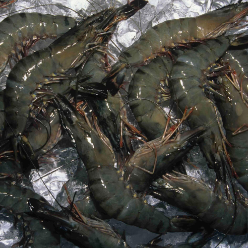Black Tiger Shrimps