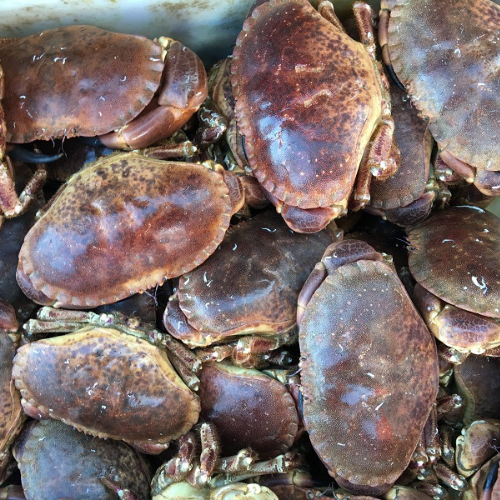 Brown Crabs for sale