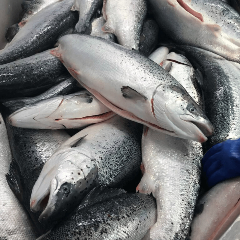 Atlantic salmon wholesale buying guide