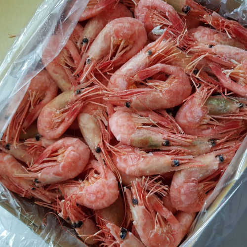 water shrimp