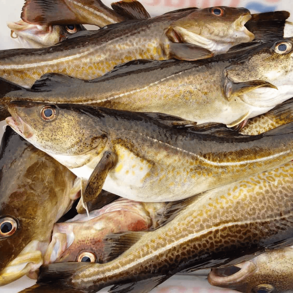 Fresh Fish exporters Eu