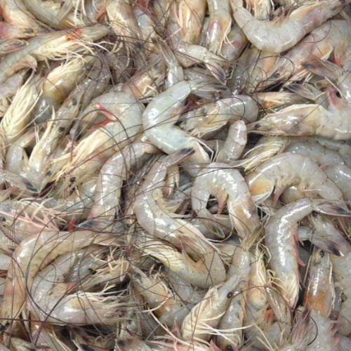 Fresh Shrimps