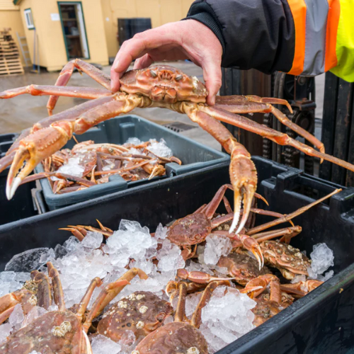 Live King Crab vs Frozen King Crab