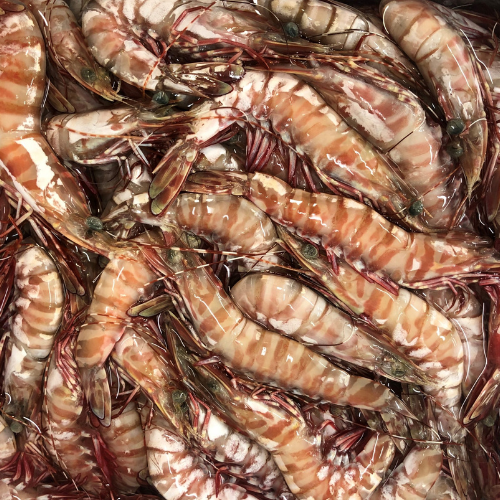 Green Tiger Shrimps