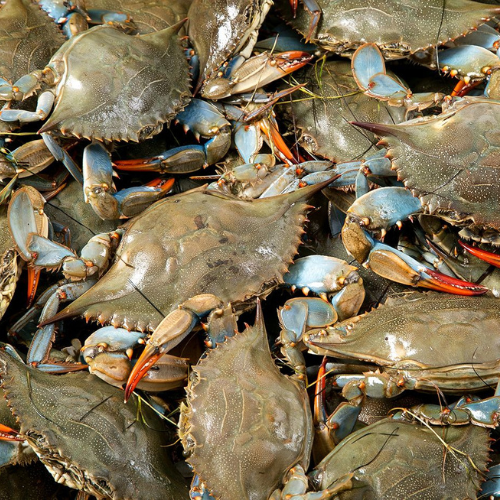 buy Live Crabs online