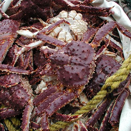 Live King Crab for sale