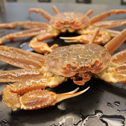 buy Live Snow Crab