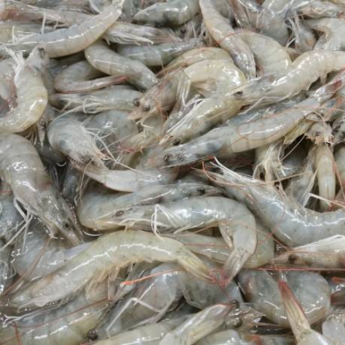White shrimps wholesalers