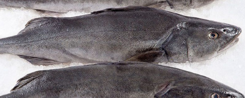 Whole fresh cod for sale