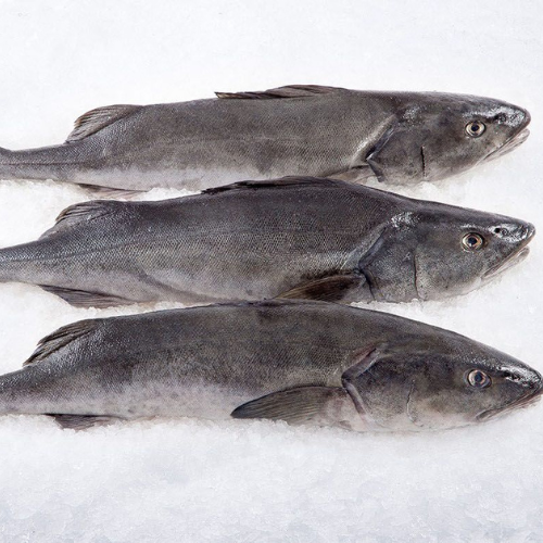 Whole fresh cod for sale