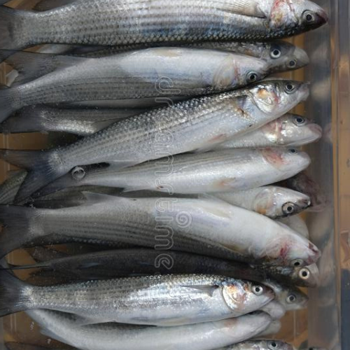 Whole Fresh Haddock supplier