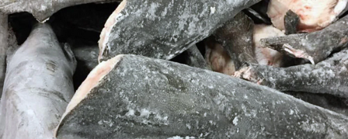 Frozen Atlantic Cod for sale