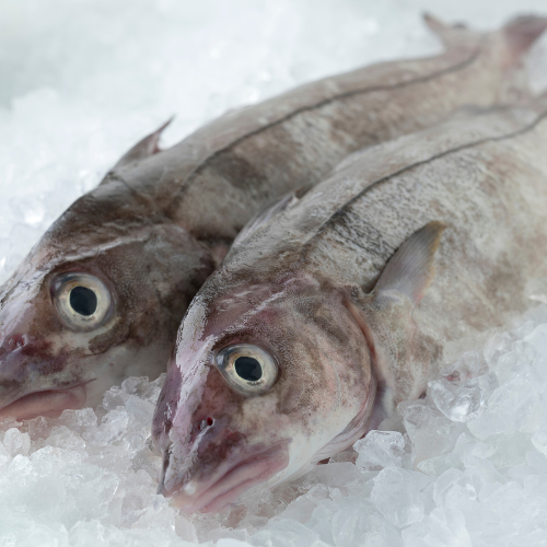 Frozen Haddock for sale