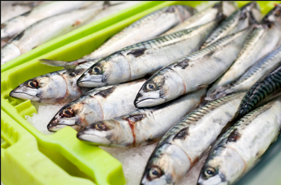 Atlantic Mackerel For Sale