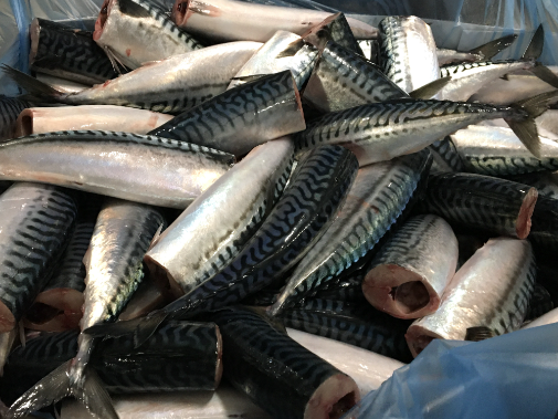 Atlantic Mackerel For Sale