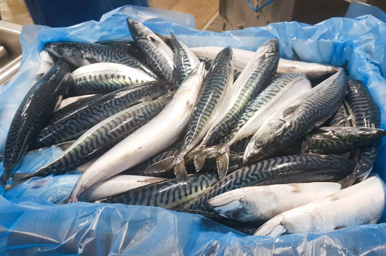 Atlantic Mackerel For Sale