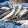 Whole Mackerel Exporter