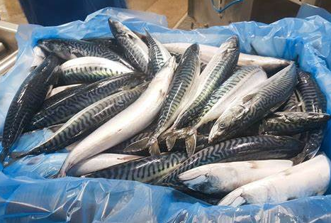 Whole Mackerel Exporter