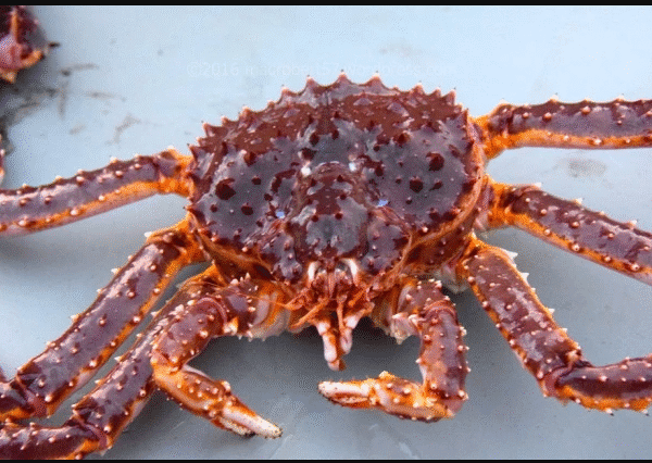 Wholesalers Of Live King Crab