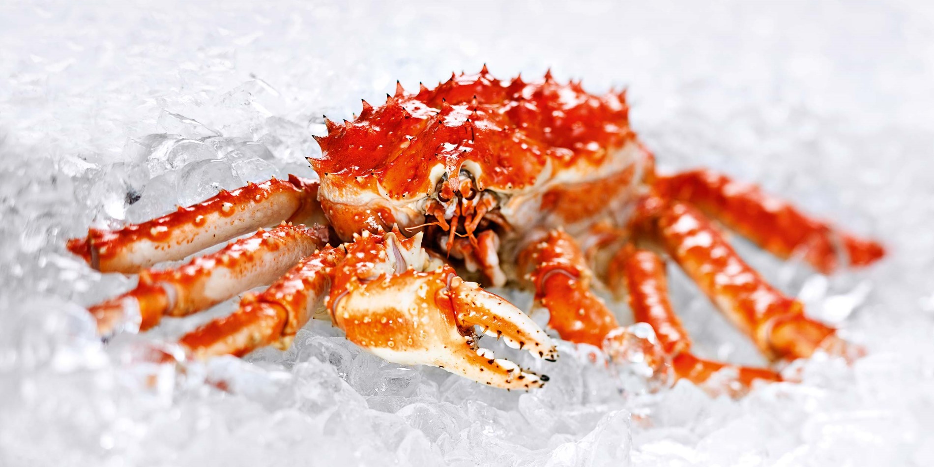 Exporters of Live King Crab