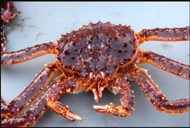 Live King Crab From Norway