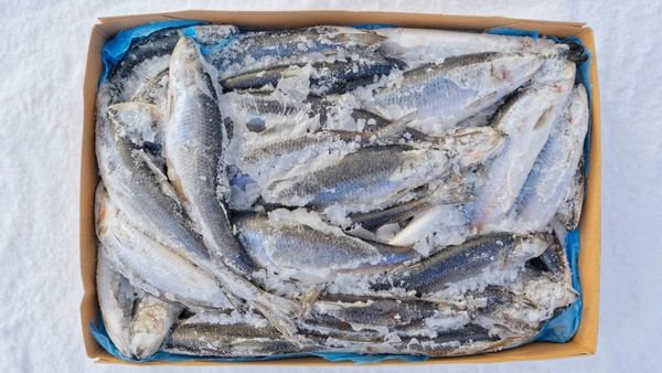 https://norwegianshoreas.com/store/buy-mackerel-fish-online/