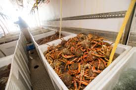 Live King Crab Pricing in the USA