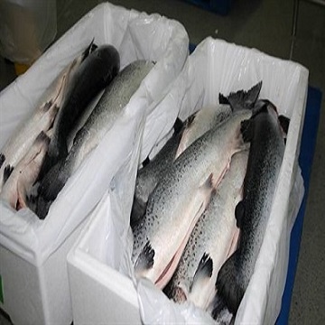 Salmon Distributor USA