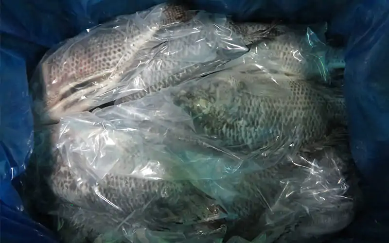 frozen tilapia wholesalers worldwide