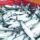 Frozen Mackerel Wholesale