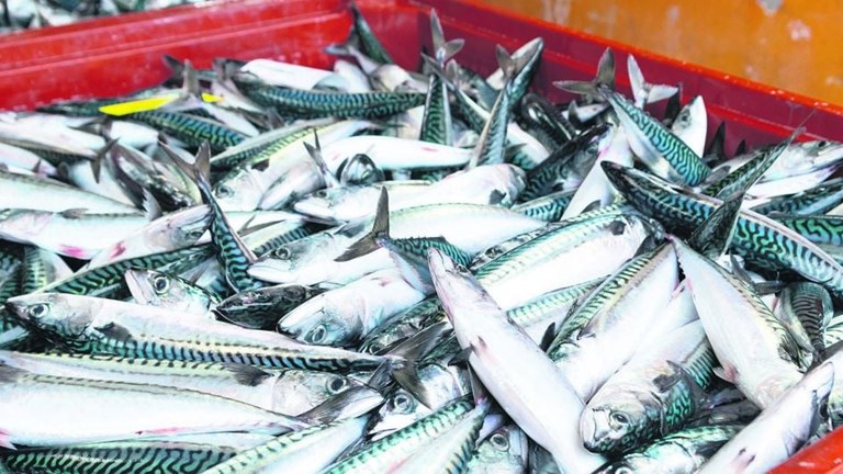 Frozen Mackerel Wholesale