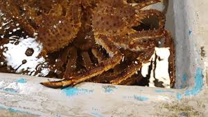 king crab origin and sourcing