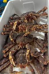 brown crab supplier