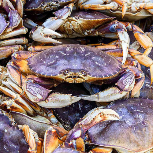 Live King Crab for Sale